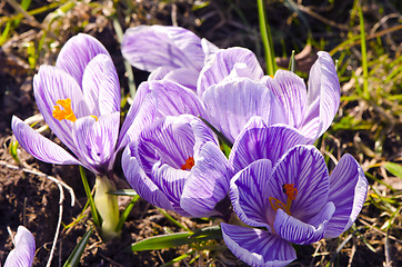Image showing Crocus saffron first spring flower grow in garden 