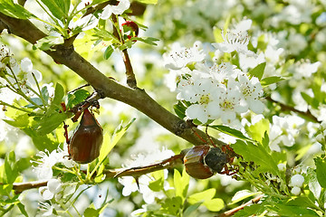 Image showing Chafer beetles on flowering hawthorn tree