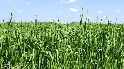 Image showing Green wheat field