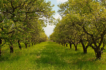 Image showing Orchard during springtime