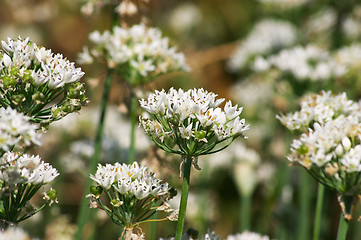 Image showing Flowering onion
