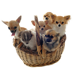 Image showing chihuahuas in basket