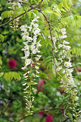 Image showing white wisteria flowers