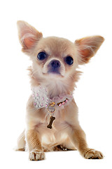 Image showing puppy chihuahua