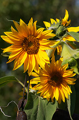 Image showing Sunflowers