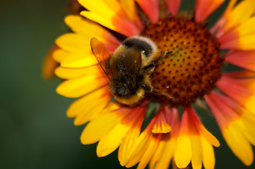 Image showing Bumblebee by Gaillardia