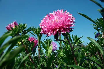 Image showing Aster