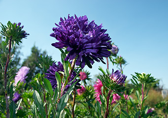 Image showing Aster