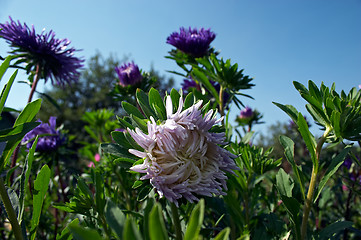 Image showing Aster