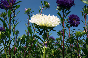 Image showing Aster