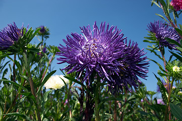 Image showing Aster