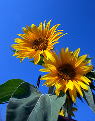 Image showing Sunflowers