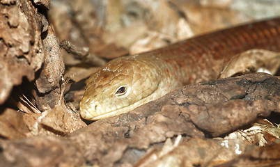 Image showing legless lizard