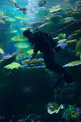 Image showing diver underwater with fish