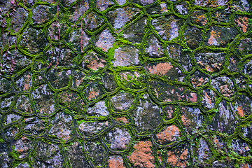 Image showing green moss wall