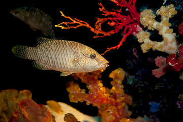 Image showing humphead maori wrasse fish