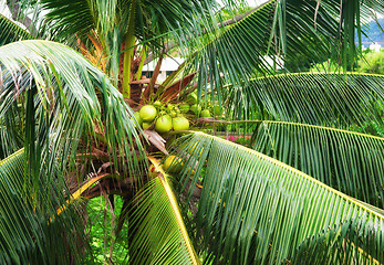 Image showing coconuts in tree