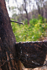 Image showing bowl collecting from rubber trees