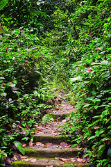 Image showing path through forest