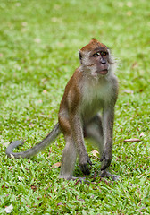 Image showing macaque monkey