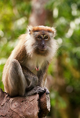 Image showing macaque monkey