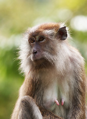 Image showing macaque monkey