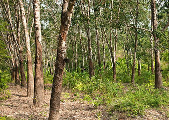 Image showing rubber tree plantation