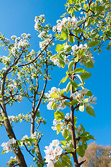 Image showing Apple-tree in colour