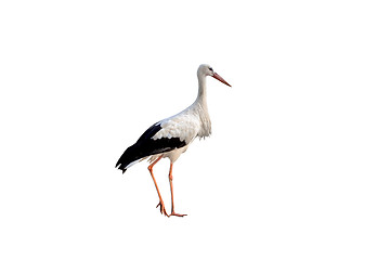 Image showing Stork