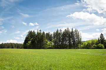 Image showing Forest and blue sky