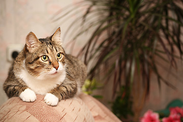 Image showing Senior cat