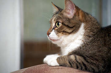 Image showing Senior cat