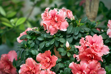 Image showing Azalea