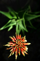 Image showing Aloe and Flower