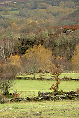 Image showing Autumn trees and meadows