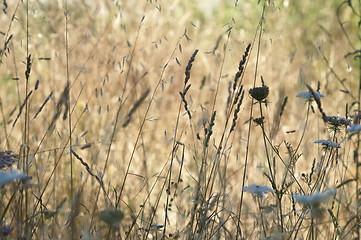 Image showing Grassland