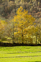 Image showing Yellow trees at green pasture