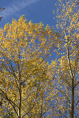 Image showing Yellow trees