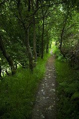 Image showing Forest path