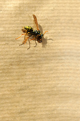 Image showing Dead Wasp