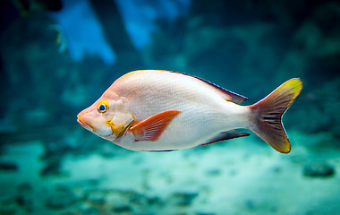 Image showing fish - lutjanus gibbus