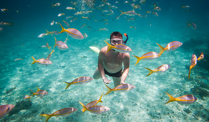 Image showing Snorkeler