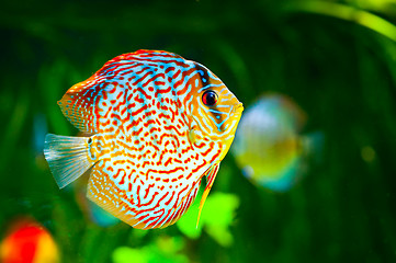 Image showing Symphysodon discus