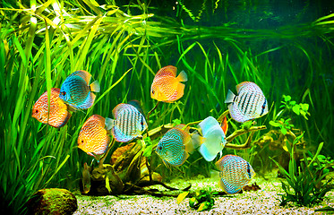 Image showing Symphysodon discus