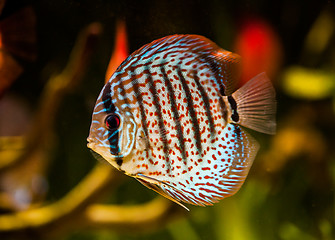 Image showing Symphysodon discus