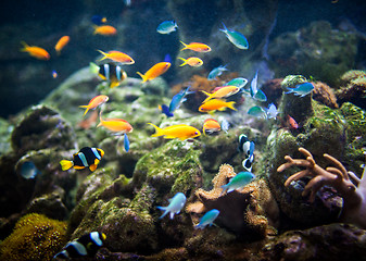 Image showing Coral reef and fishes.