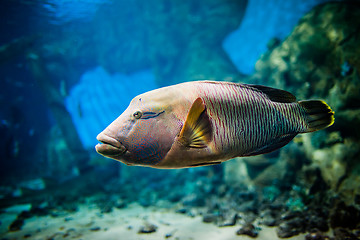 Image showing fish - Cheilinus undulatus