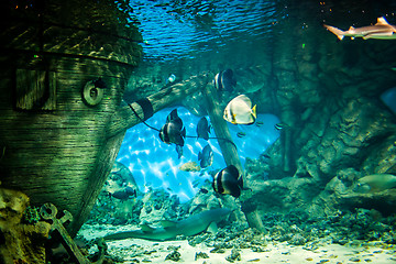 Image showing oceanarium