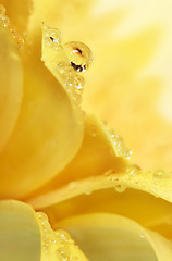 Image showing Petal Drop