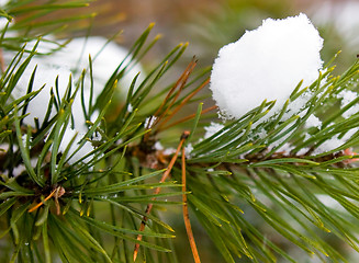 Image showing Pine-tree under snow